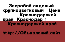 Зверобой садовый крупноцветковый › Цена ­ 200 - Краснодарский край, Краснодар г.  »    . Краснодарский край